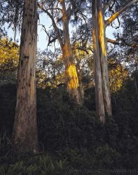 Evening light, Shining Gum forest