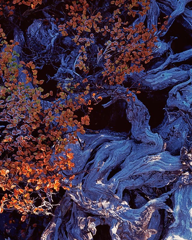 Detail of Deciduous Beech