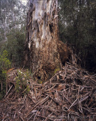 Fallen bark, Tea Tree Flat