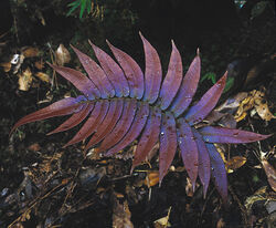 Blechnum Fern, Kinabalu