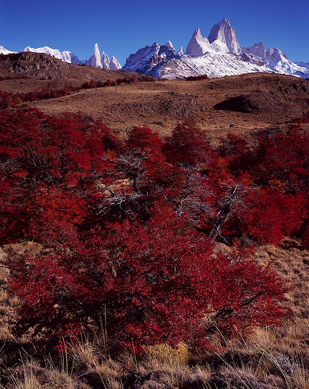 Lenga, Cerro Torre, Cerro Fitzroy
