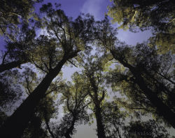 Forest Giants, Brown Mountain