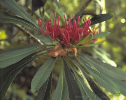 Gippsland Waratah, Telopea oreades, near Goonmirk Rocks