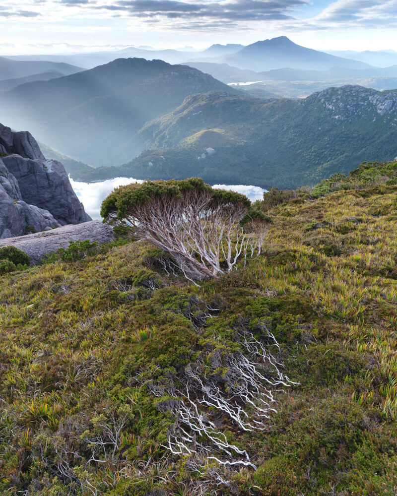 Wind pruned tea tree