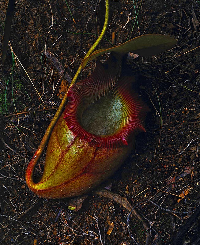 Pitcher plant, Mount Kinabalu