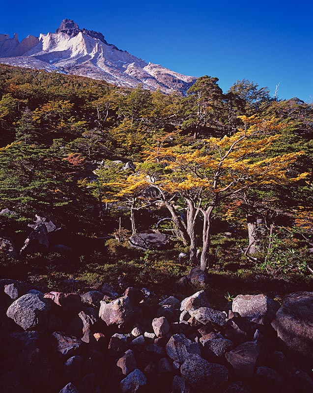 Lenga, Los Cuernos Del Paine