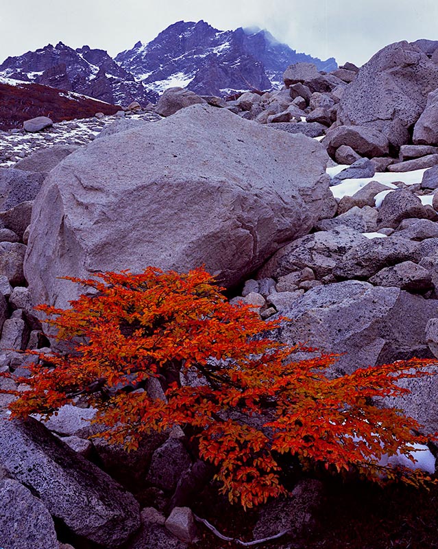 Lenga, Los Torres del Paine