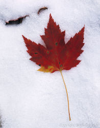 Maple on First Snow