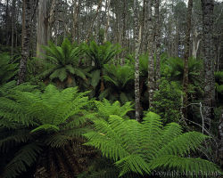 Mixed forest, Cobb Hill