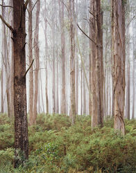 Morning Mist, regenerating Mountain Ash