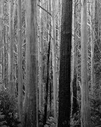 Mountain Ash, Yarra Ranges