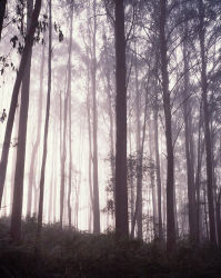 Morning Mist in Mountain Ash (<em> Eucalyptus regnans<em/>) Forest