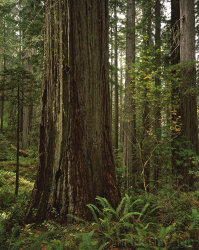 Redwoods and Maple, Del Norte
