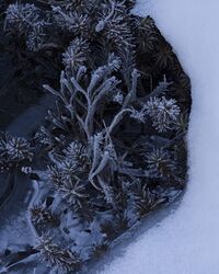 Richea continentis