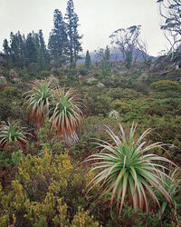 Richeas, The Labyrinth