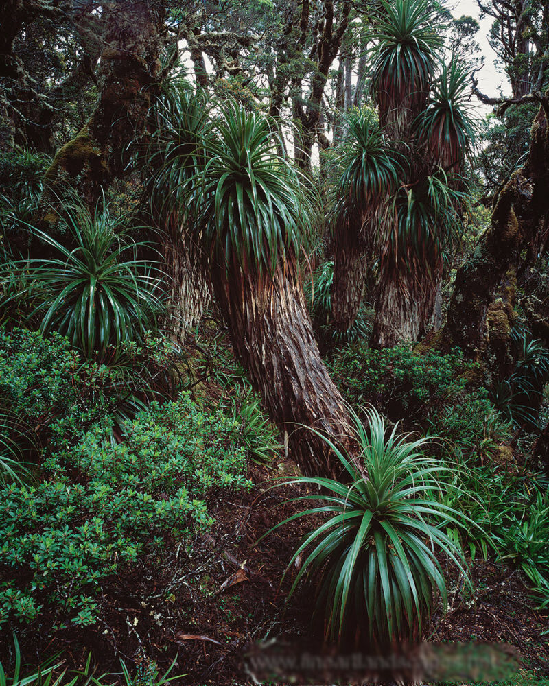 Richea pandanifolia, Mt Anne