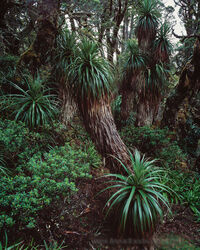 Richea pandanifolia, Mt Anne