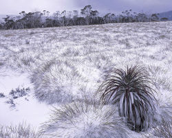 Richea in Snow