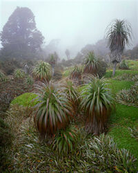 Richeas in mist