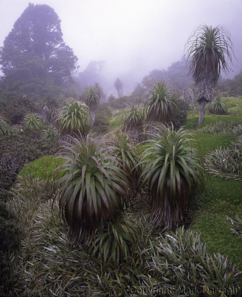 Richeas in mist