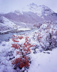 Autumn Snow covering Lenga (<em>Nothofagus antarctica<em/>)