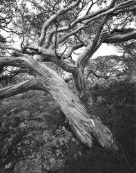 Old growth Snow Gum, Cobberas