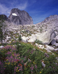 Wild flowers, Snowpatch Spire