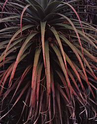 Flowering Richea