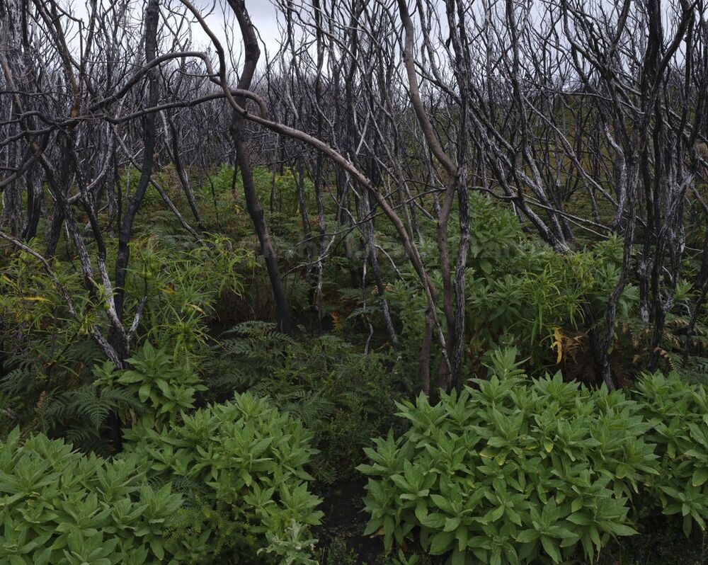 Regrowth from 2025 fires
