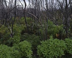 Regrowth from 2025 fires