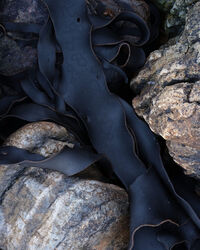 Kelp and boulder detail