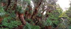 Temperate Rainforest, Mt Anne