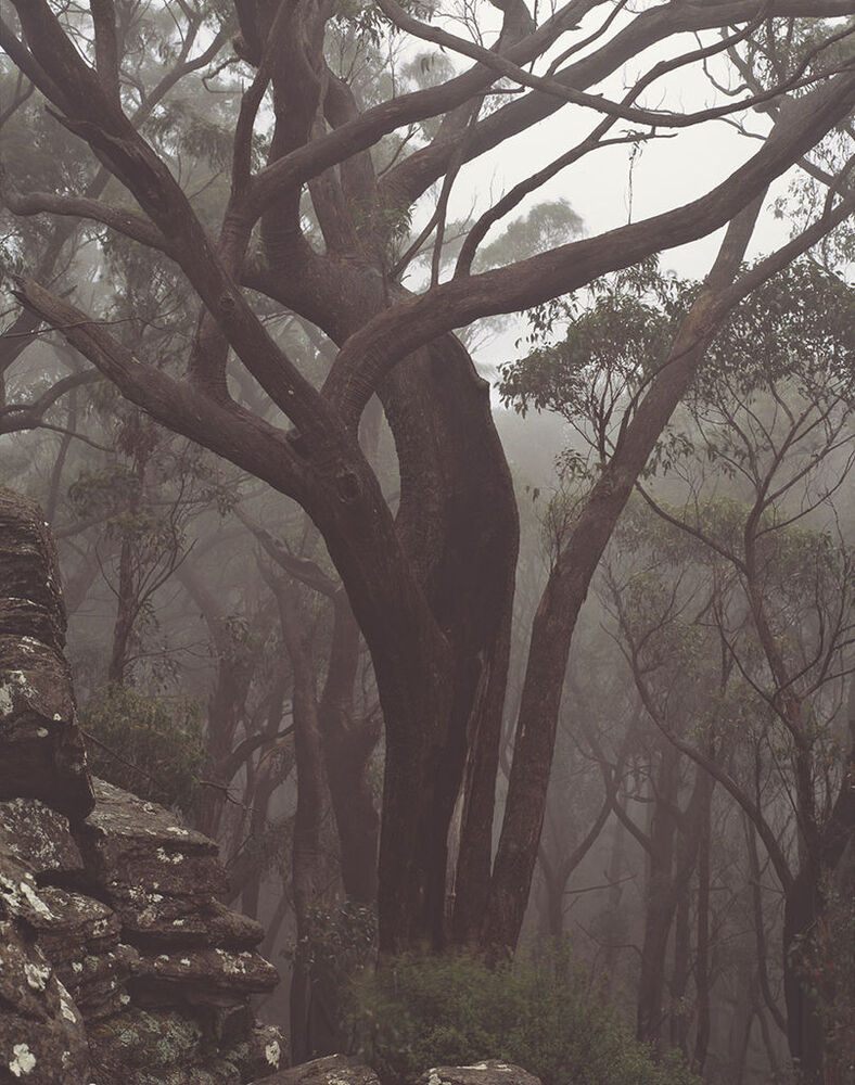 Fire blackened Eucalypts