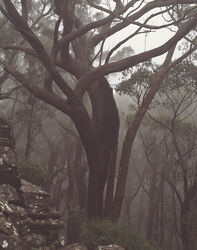 Fire blackened Eucalypts