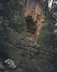 Sandstone and Callitris