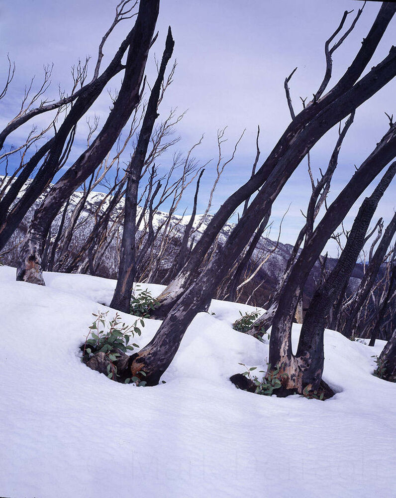 Regenerating Snow Gums
