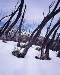 Regenerating Snow Gums