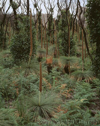 Regenerating vegetation near Mussolini Rocks