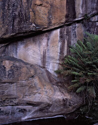 Sandstone and Ferns
