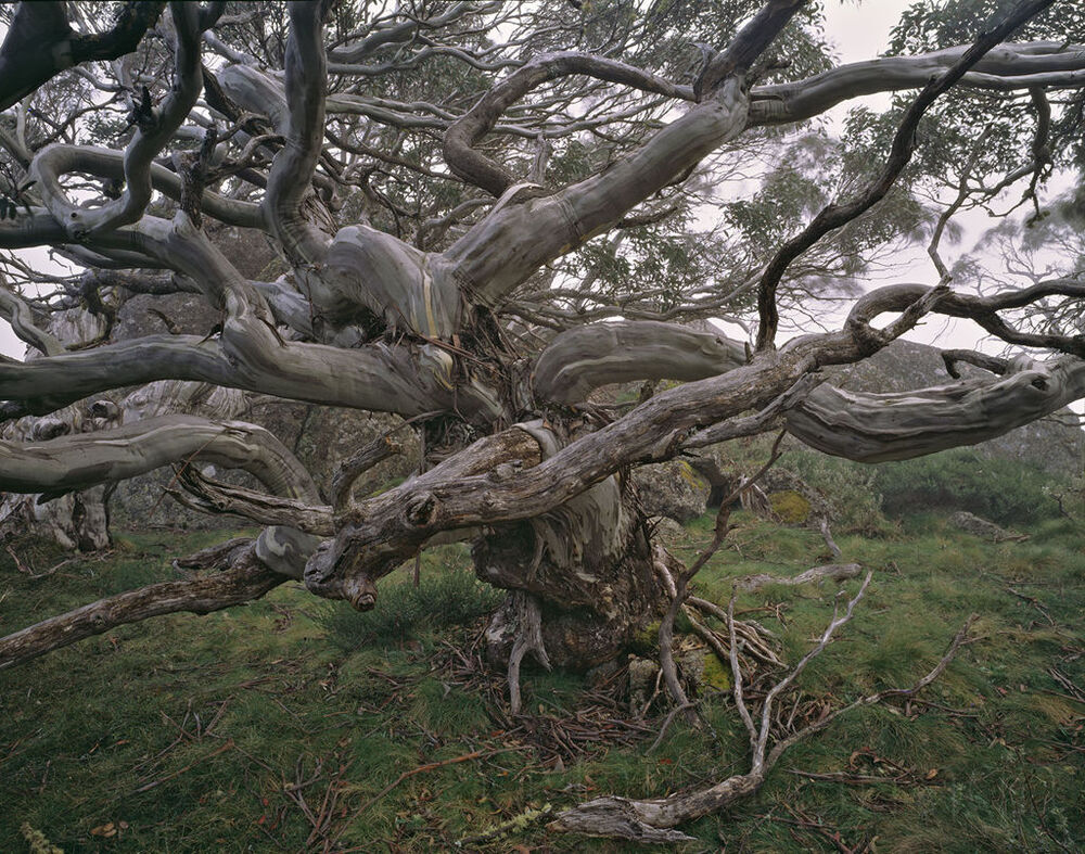 Old growth Snow Gum