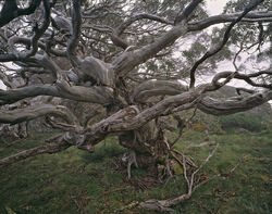 Old growth Snow Gum