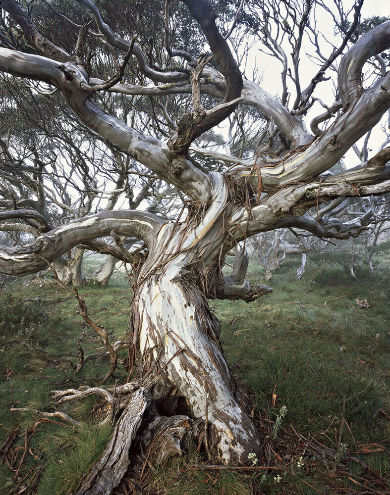 Old growth Snow Gum