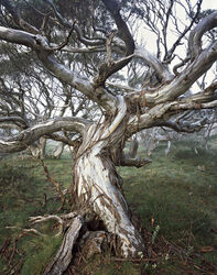 Old growth Snow Gum