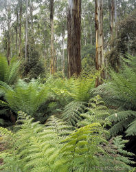 Valley of the Giants