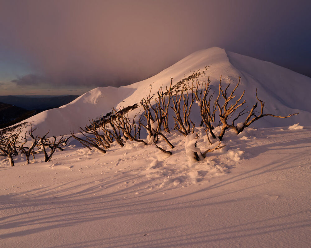 Dead Snow Gums