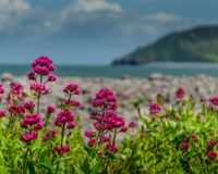 Beach Flora