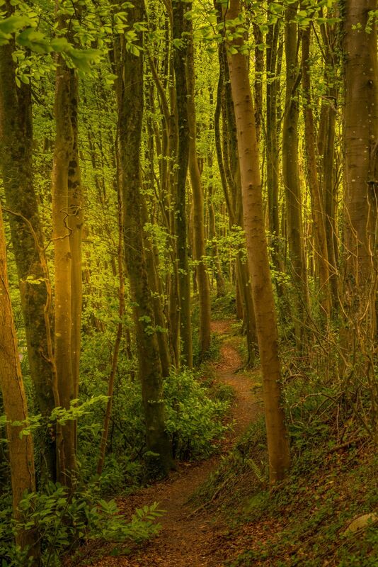 Into the Woods