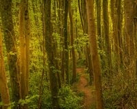 Into the Woods