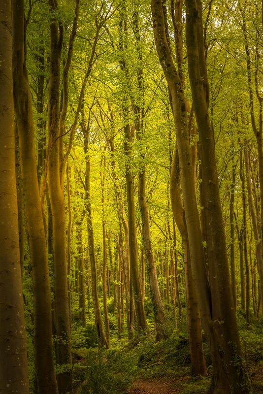 Into the Woods 2
