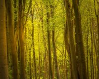 Into the Woods 2
